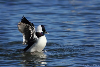Bufflehead_11-12-12_132921.JPG