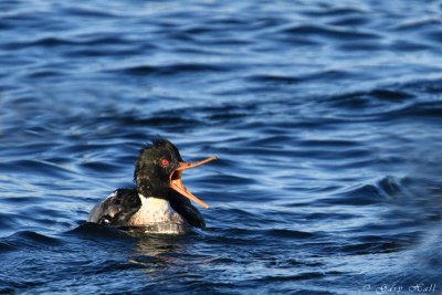 Red-breasted Merganser_11-12-12_162021.JPG