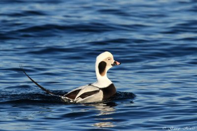 Long Tailed Duck_11-12-12_144421.JPG
