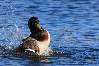 Mallard_11-12-12_131221.JPG