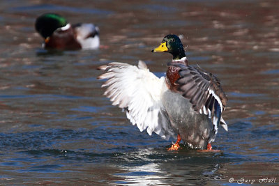 Mallard_11-12-12_151121.JPG