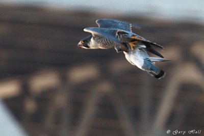 Peregrine Falcon_11-12-12_158021.JPG