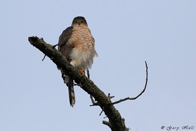 Coopers Hawk.jpg