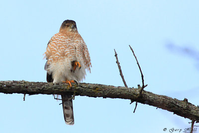 Coopers Hawk 2.jpg