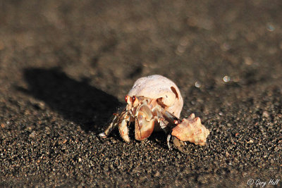 Ghost Crab_12-02-09_0001.jpg