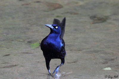 Great-tailed Grackle_12-02-10_0001.jpg
