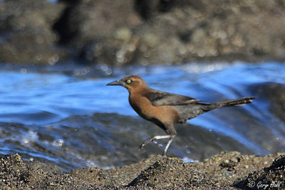 Great-tailed Grackle_12-02-10_0005.jpg