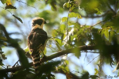 Laughing Falcon_12-02-07_0001.JPG