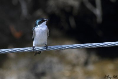 Mangrove Swallow_12-02-07_0001.JPG