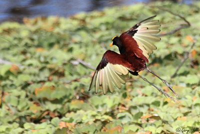 Northern Jacana.jpg