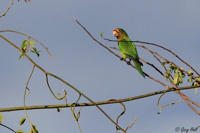 Orange-fronted Parakeet_12-02-06_0001.JPG