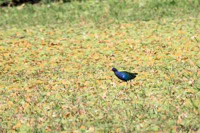 Purple Gallinule_12-02-11_0001.jpg