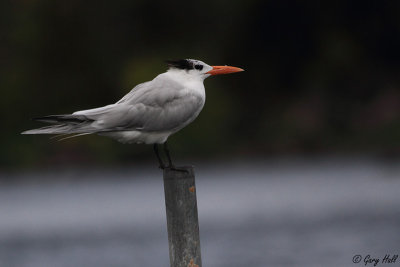 Royal Tern_12-02-08_0002.JPG