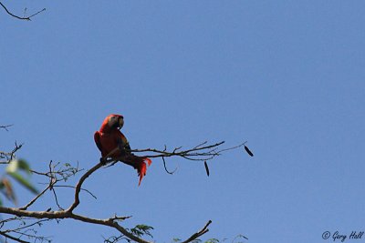 Scarlet Macaw_12-02-07_0001.jpg