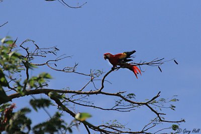 Scarlet Macaw_12-02-07_0002.jpg