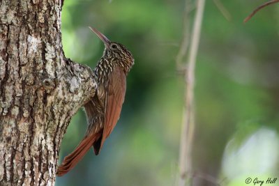 Spotted Woodcreeper.jpg