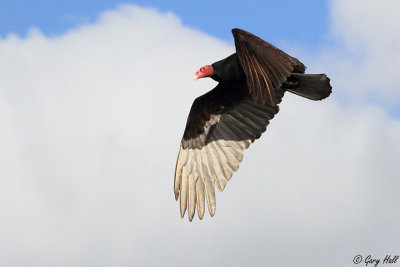 Turkey Vulture_12-02-06_0001.jpg