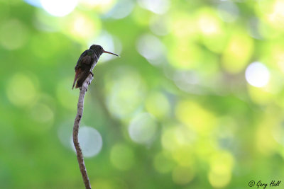 Unknown Hummingbird_12-02-11_0001.jpg