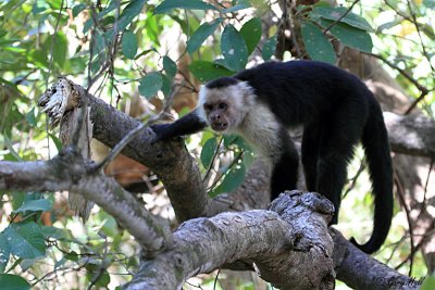 White Faced Capuchin Monkey 2.jpg