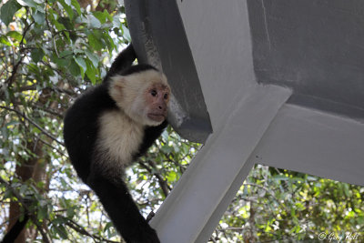 White Faced Capuchin Monkey.jpg