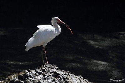 White Ibis_12-02-07_0001.jpg