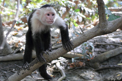 White-faced Capuchin _12-02-07_0002.jpg