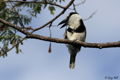 puffbirds