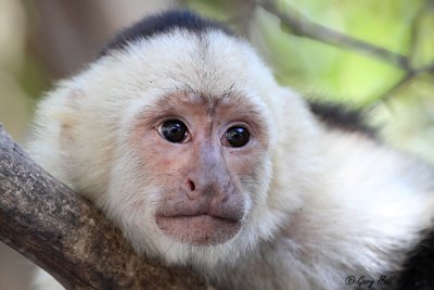 White-faced Capuchin_12-02-07_0001.JPG