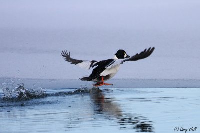 Common Goldeneye.jpg