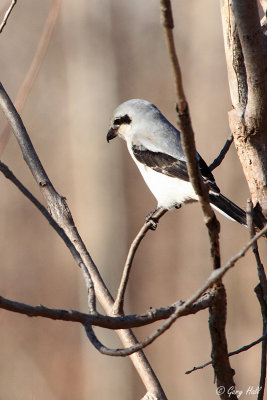 Northern Shrike.JPG