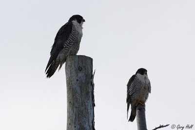 Peregrine Falcons.jpg