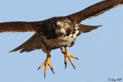 Red Tailed Hawk.jpg