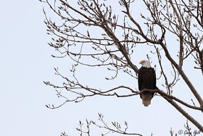 Bald Eagle 114.jpg