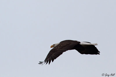 Bald Eagle 151.jpg