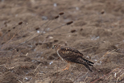 Northern Harrier  050.jpg