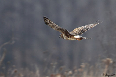 Northern Harrier 060.jpg