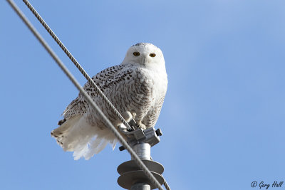 Snowy Owl 077.jpg