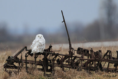 Snowy Owl 224.jpg