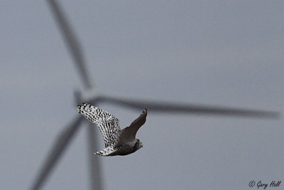Snowy Owl 473.jpg