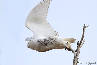 Snowy Owl 490.jpg
