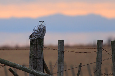 Snowy Owl 509.jpg