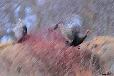 Wild Turkeys Abstract.jpg