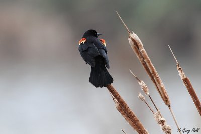 Red-winged Blackbird.JPG