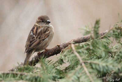 Sparrow.JPG