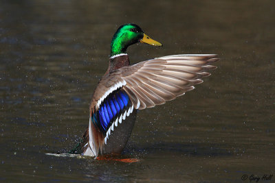 Mallard.JPG