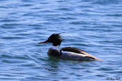 Red-breasted Merganser.jpg