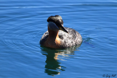 Red-necked Grebe.JPG