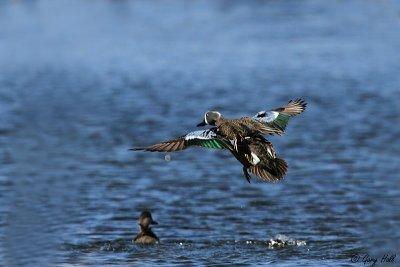 Blue-winged Teal.jpg
