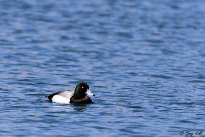 Greater Scaup.jpg