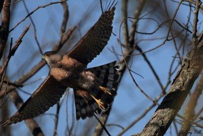 Coopers Hawk_12-04-18_1682.jpg